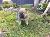 柴犬(標準サイズ)【福井県・女の子・2017年10月14日・赤】の写真3