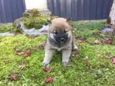 柴犬(標準サイズ)【福井県・女の子・2017年10月14日・赤】の写真4