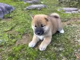 柴犬(標準サイズ)【福井県・女の子・2018年8月21日・あか】の写真4「9/23撮影」