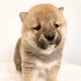 柴犬(標準サイズ)【福井県・男の子・2024年1月29日・赤】の写真4「生後30日目撮影」