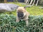 柴犬(標準サイズ)【福井県・女の子・2017年10月14日・赤】の写真5