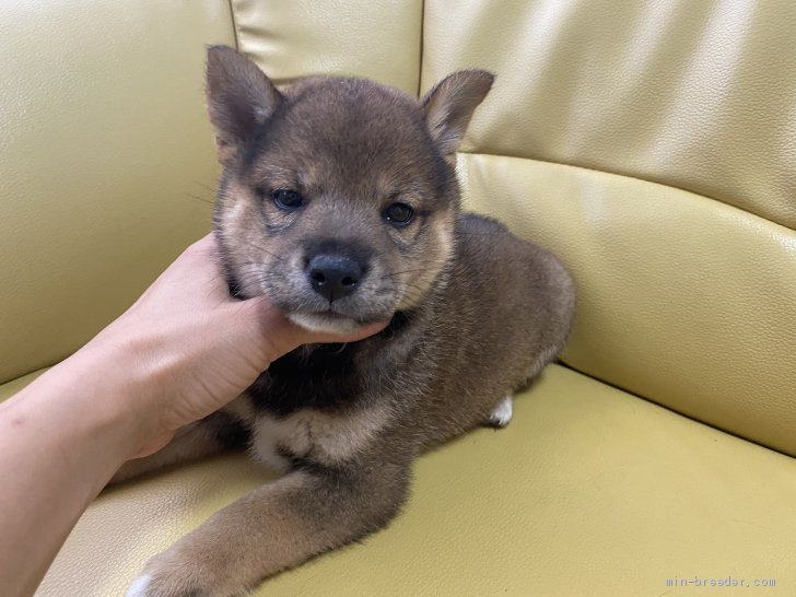 柴犬 標準サイズ 男の子 ごま 07 17生まれ 新潟県 子犬id 09 凛々しい男の子 みんなのブリーダー