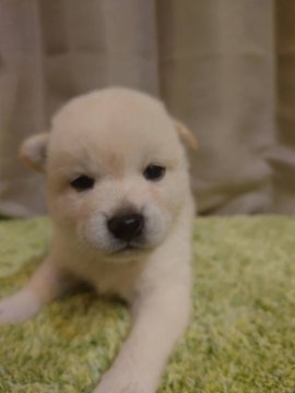 柴犬(標準サイズ)【新潟県・女の子・2021年6月15日・白】の写真「豆柴タイプ」