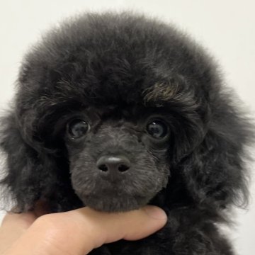 ブルーのトイプードルの子犬を探す｜ブリーダー直販の子犬販売【みんなのブリーダー】