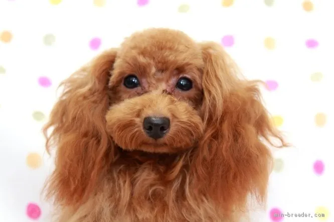 T.U 様のお迎えした子犬