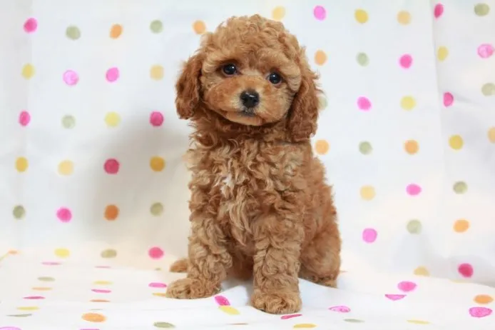 れななせママ 様のお迎えした子犬