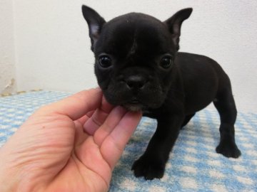 フレンチブルドッグ【兵庫県・女の子・2019年1月3日・ブリンドル】の写真「小ぶりかわいい子」