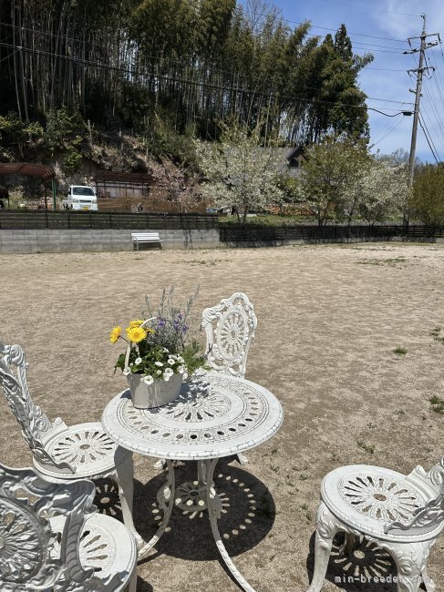 家のドッグラン｜菅　宏樹(すが　ひろき)ブリーダー(広島県・トイプードルなど・JKC登録)の紹介写真3