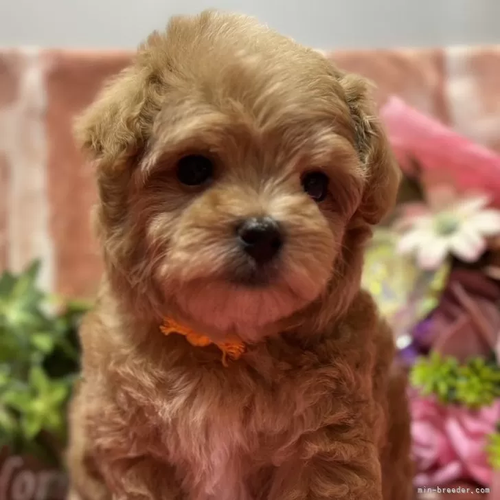 市川 様のお迎えした子犬