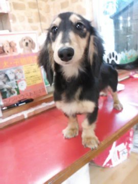 みんなの犬図鑑 山形県で評判の良いロングコートチワワのブリーダー紹介