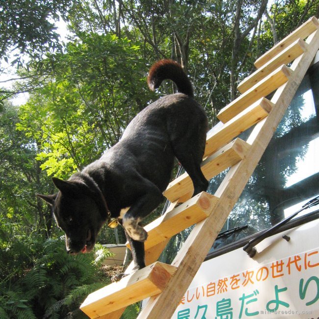 号令により角度60°の梯子を下りる甲斐犬の救助犬「雲居の雁１世」｜上村　美鈴(うえむら　みすず)ブリーダー(鹿児島県・甲斐犬など・甲斐犬愛護会登録)の紹介写真2