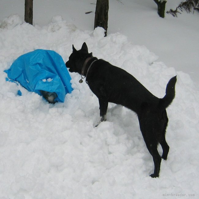 雪崩捜索訓練をする甲斐犬の救助犬「雲居の雁１世」｜上村　美鈴(うえむら　みすず)ブリーダー(鹿児島県・甲斐犬など・甲斐犬愛護会登録)の紹介写真4