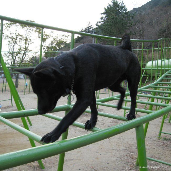 雲梯を歩く甲斐犬の救助犬「雲居の雁２世」（高度な訓練が必要）｜上村　美鈴(うえむら　みすず)ブリーダー(鹿児島県・甲斐犬など・甲斐犬愛護会登録)の紹介写真6