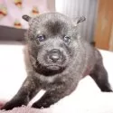 甲斐犬【鹿児島県・女の子・2025年3月3日・赤虎毛】の写真2
