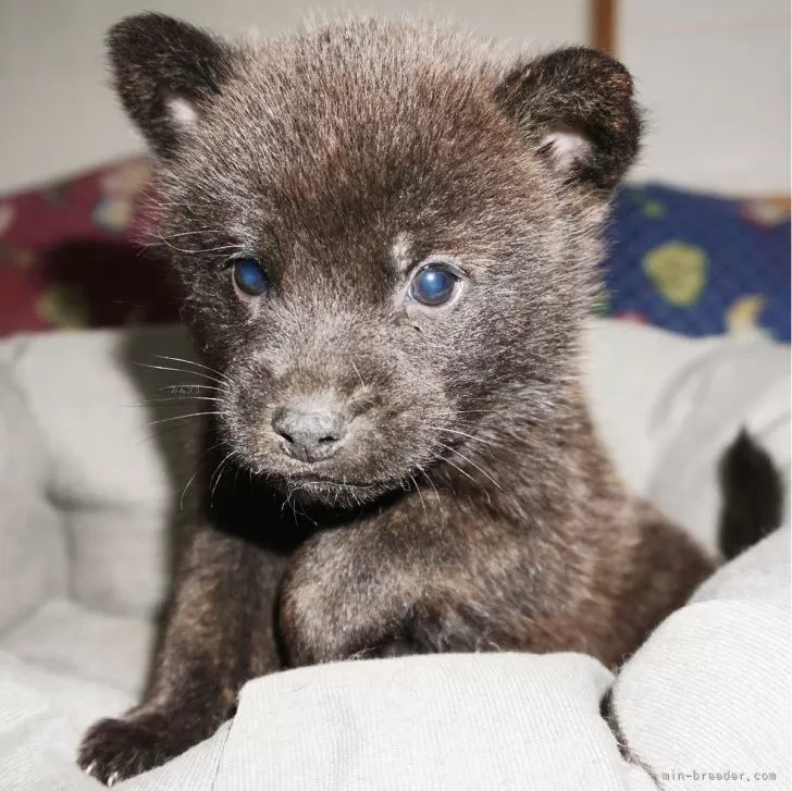 gavi 様のお迎えした子犬