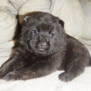 甲斐犬【鹿児島県・男の子・2024年12月17日・中虎毛】の写真「天然記念物指定の優良血統で訓練性能・運動能力抜群！」