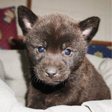 甲斐犬【鹿児島県・男の子・2024年10月12日・中虎毛】の写真「天然記念物指定の優良血統で訓練性能・運動能力抜群！」