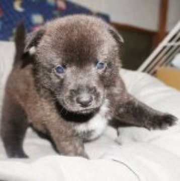 甲斐犬【鹿児島県・男の子・2024年9月27日・赤虎毛】の写真「天然記念物指定の優良血統で訓練性能・運動能力抜群！」