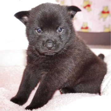 甲斐犬【鹿児島県・女の子・2025年3月3日・黒虎毛】の写真「天然記念物指定の優良血統で訓練性能・運動能力抜群！」