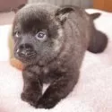 甲斐犬【鹿児島県・女の子・2025年3月3日・赤虎毛】の写真7