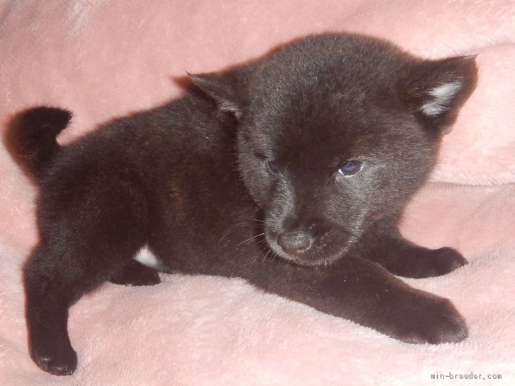 甲斐犬 鹿児島県 男の子 21年5月9日 中虎毛 優良血統の賢い仔犬です みんなのブリーダー 子犬id 2106 021