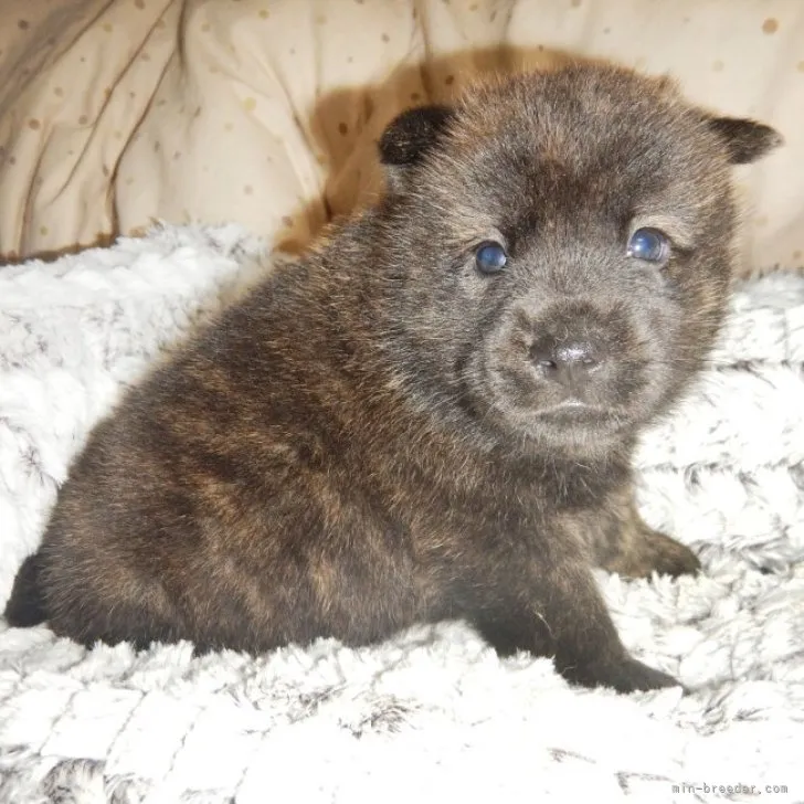 甲斐犬【鹿児島県・男の子・2023年3月18日・赤虎毛】の写真1