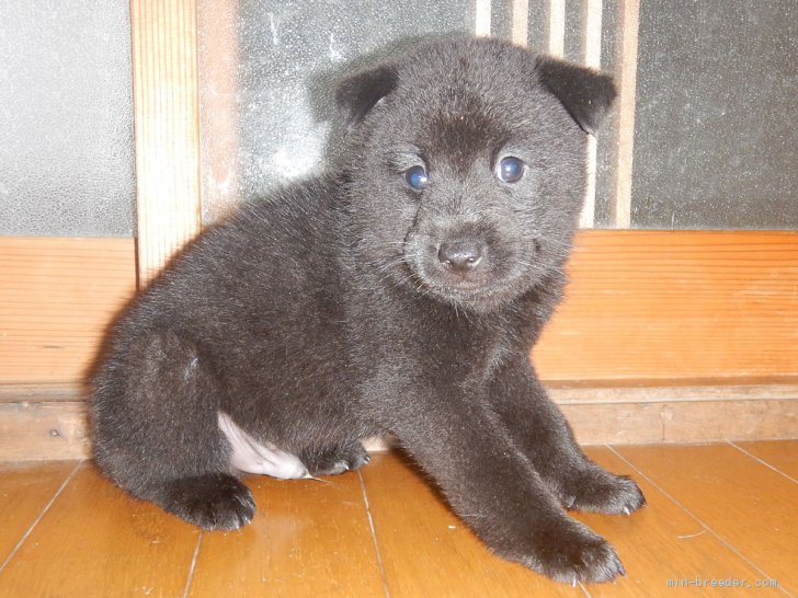 甲斐犬 鹿児島県 男の子 21年8月15日 黒虎毛 優良血統の賢い仔犬です みんなのブリーダー 子犬id 2109