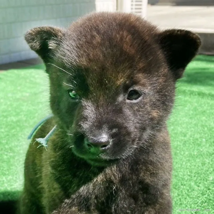 甲斐犬【鹿児島県・男の子・2023年9月25日・中虎毛】の写真1