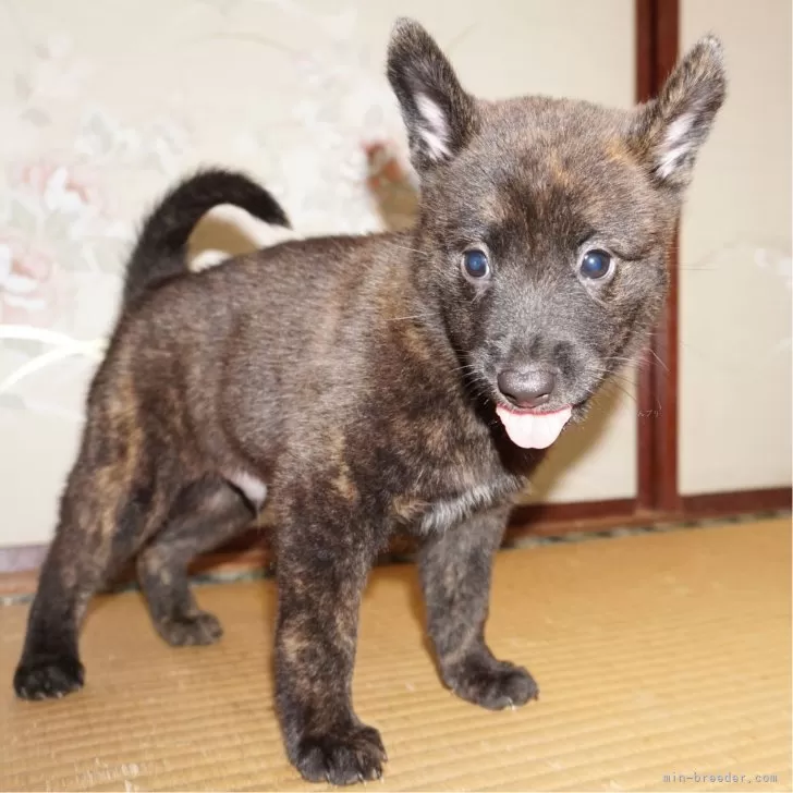 甲斐犬【鹿児島県・男の子・2024年6月23日・赤虎毛】の写真1