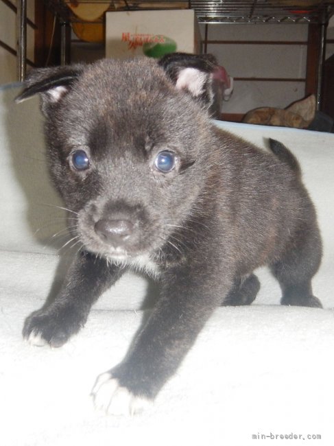 甲斐犬 鹿児島県 男の子 21年7月30日 中虎毛 優良血統の賢い仔犬です みんなのブリーダー 子犬id 2108