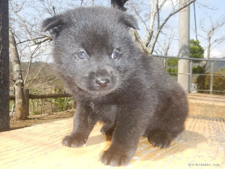 しず 様のお迎えした子犬