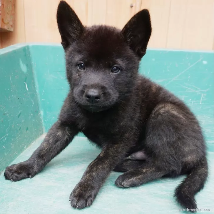 ごんた 様のお迎えした子犬