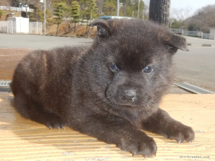 甲斐犬【鹿児島県・男の子・2022年2月17日・中虎毛】の写真1