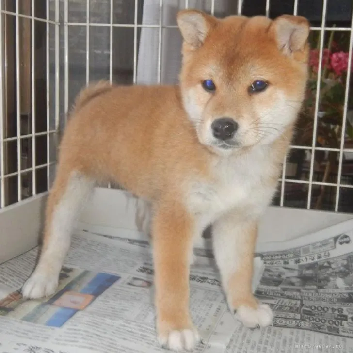 柴犬(標準サイズ)【鹿児島県・男の子・2022年10月6日・赤色】の写真1