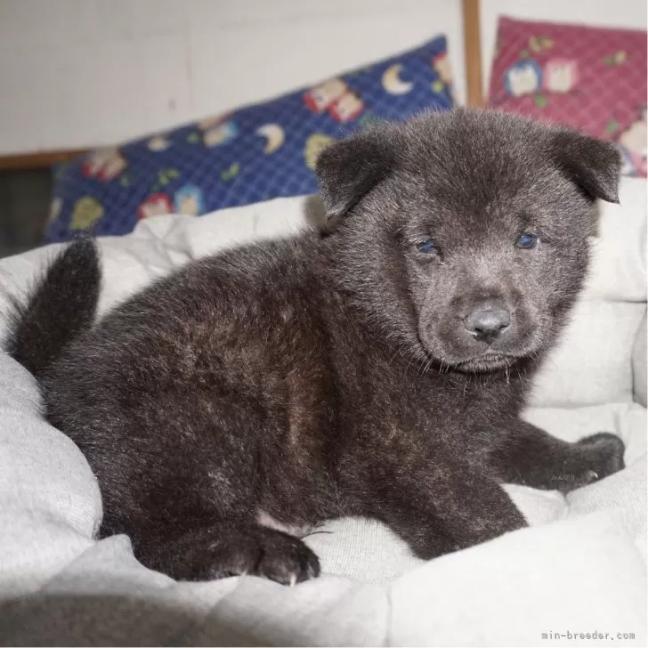 甲斐犬【鹿児島県・男の子・2024年3月7日・黒虎毛】の写真1