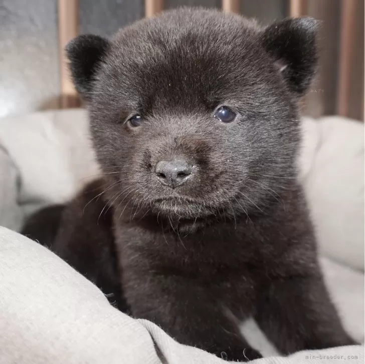 和NET 様のお迎えした子犬