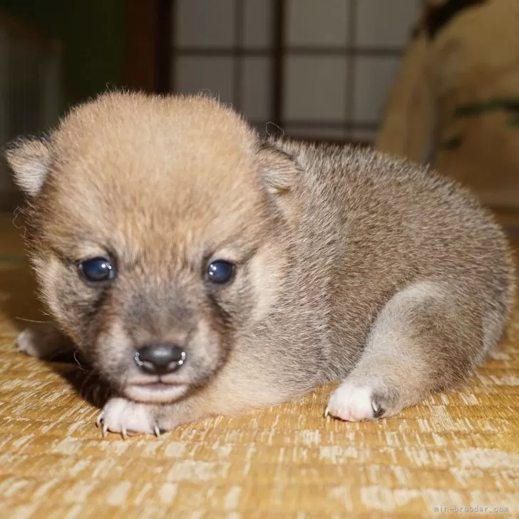 YOU 様のお迎えした子犬