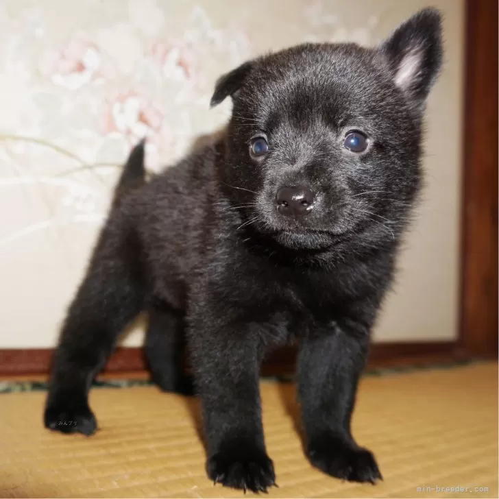 甲斐犬【鹿児島県・女の子・2024年6月24日・黒虎毛】の写真1