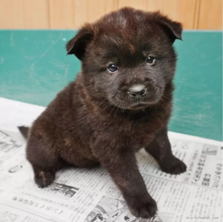 甲斐犬【鹿児島県・男の子・2024年4月17日・中虎毛】の写真1