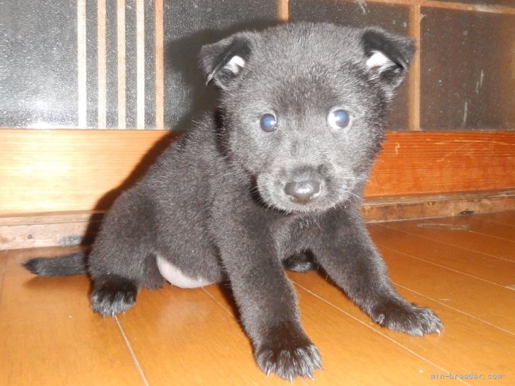 甲斐犬 鹿児島県 女の子 21年8月15日 黒虎毛 優良血統の賢い仔犬です みんなのブリーダー 子犬id 2109