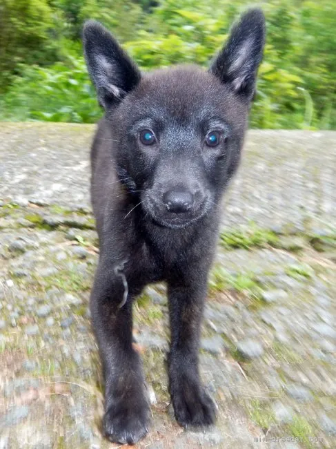 K.Ｉ 様のお迎えした子犬