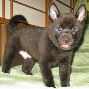 甲斐犬【鹿児島県・男の子・2019年9月11日・黒虎毛】の写真「優良血統の賢い仔犬です」