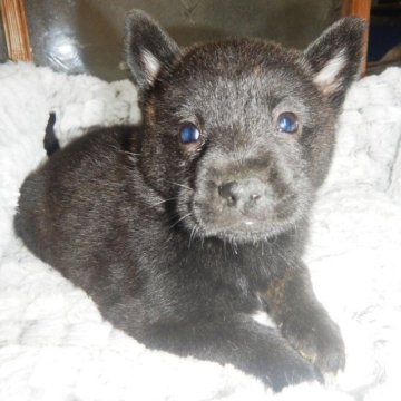 甲斐犬【鹿児島県・女の子・2023年5月28日・黒虎毛】の写真「天然記念物指定の優良血統で訓練性能・運動能力抜群！」