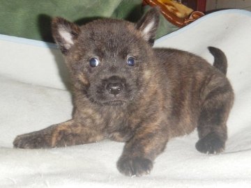 甲斐犬【鹿児島県・女の子・2021年10月21日・赤虎毛】の写真「優良血統の賢い仔犬です」