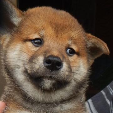 柴犬(標準サイズ)【鹿児島県・男の子・2022年6月1日・赤色】の写真「天然記念物指定の優良血統で穏やかな家庭犬向きの仔犬」