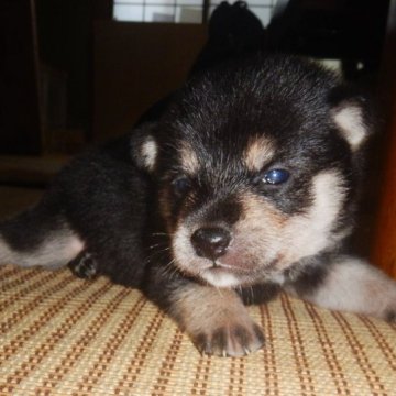 柴犬(豆柴)【鹿児島県・男の子・2023年8月19日・黒】の写真「優良血統で元気で人懐こい家庭犬向きの仔犬」