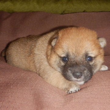 柴犬(豆柴)【鹿児島県・男の子・2023年2月10日・赤】の写真「優良血統で元気で人懐こい家庭犬向きの仔犬」