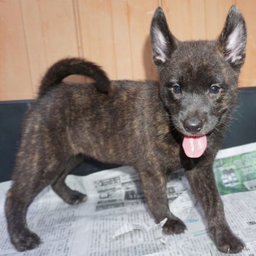 甲斐犬【鹿児島県・女の子・2024年6月1日・中虎毛】の写真「天然記念物指定の優良血統で訓練性能・運動能力抜群！」