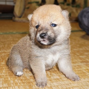 柴犬(豆柴)【鹿児島県・男の子・2024年3月26日・赤】の写真「優良血統で元気で人懐こい家庭犬向きの仔犬」