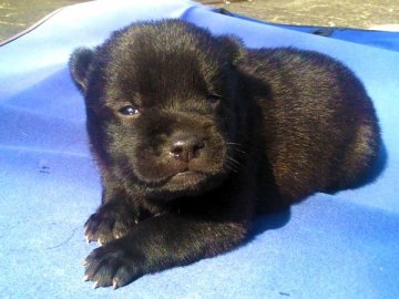 甲斐犬【鹿児島県・男の子・2016年3月5日・中虎毛】の写真「生体補償付優良血統」